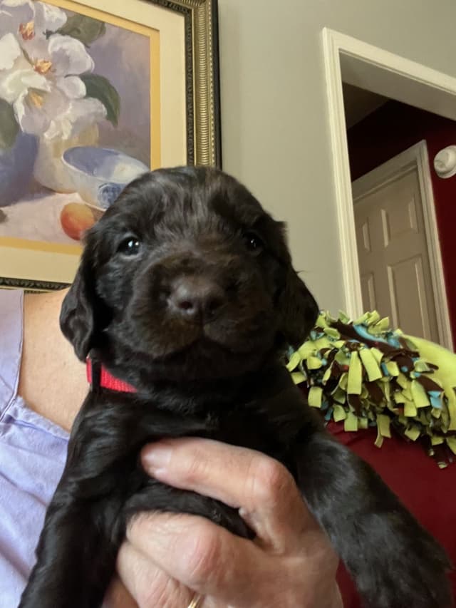 Boykin Spaniel Puppies media 10