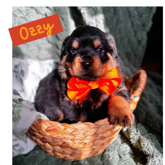 Rottweiler puppies  from AC/DC ROTTWEILERS media 2