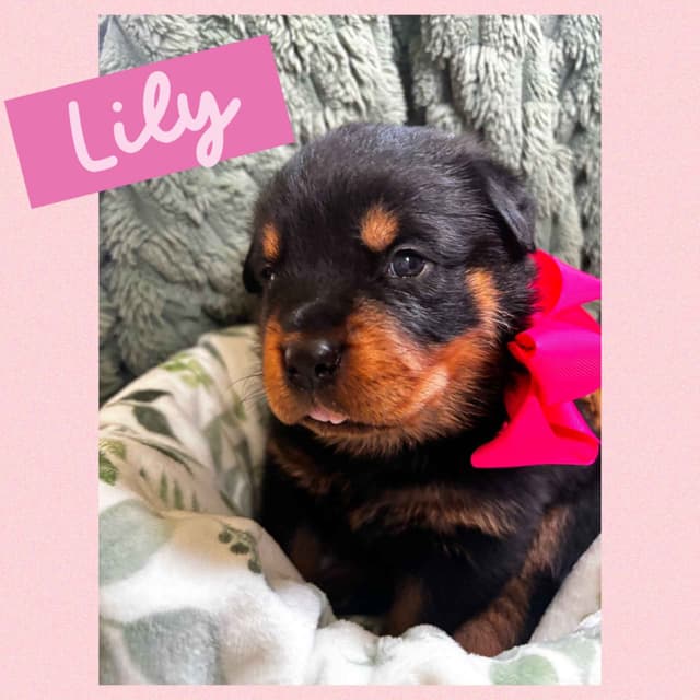 Rottweiler puppies  from AC/DC ROTTWEILERS media 3