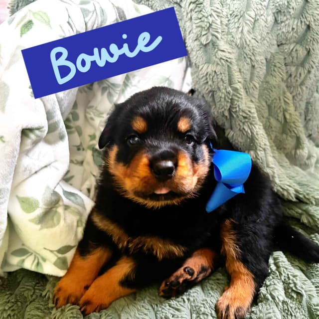 Rottweiler puppies  from AC/DC ROTTWEILERS media 4
