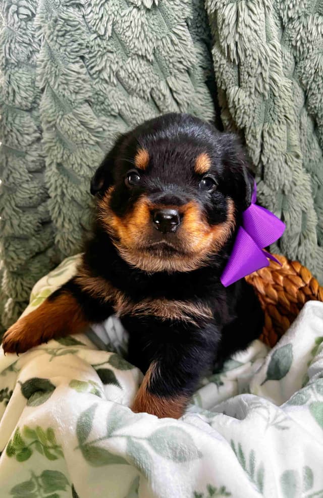 Rottweiler puppies  from AC/DC ROTTWEILERS media 5