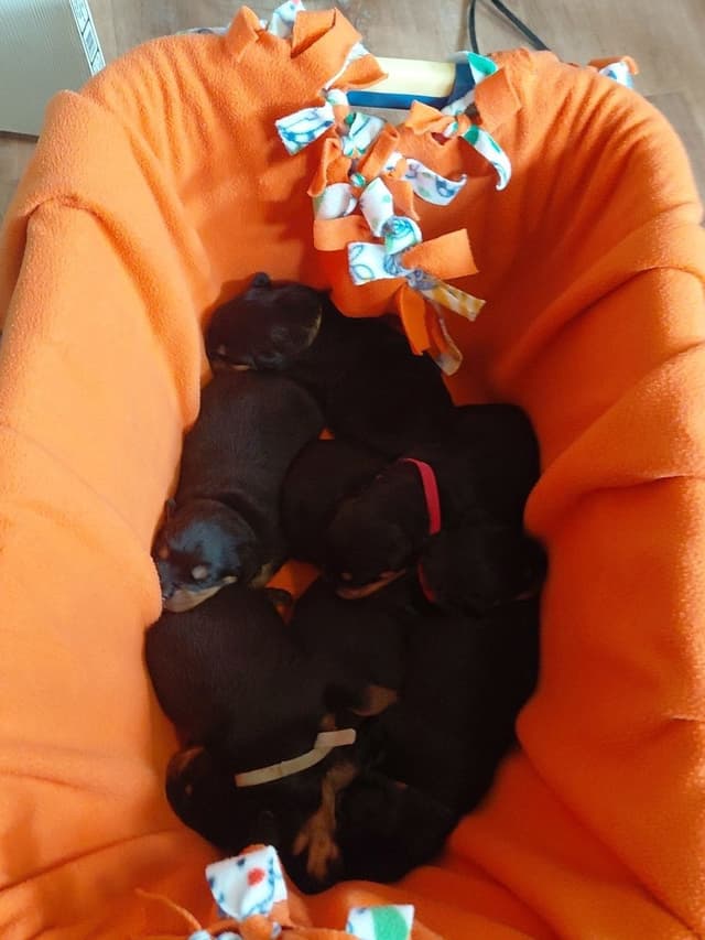 Rottweiler puppies  from AC/DC ROTTWEILERS media 6