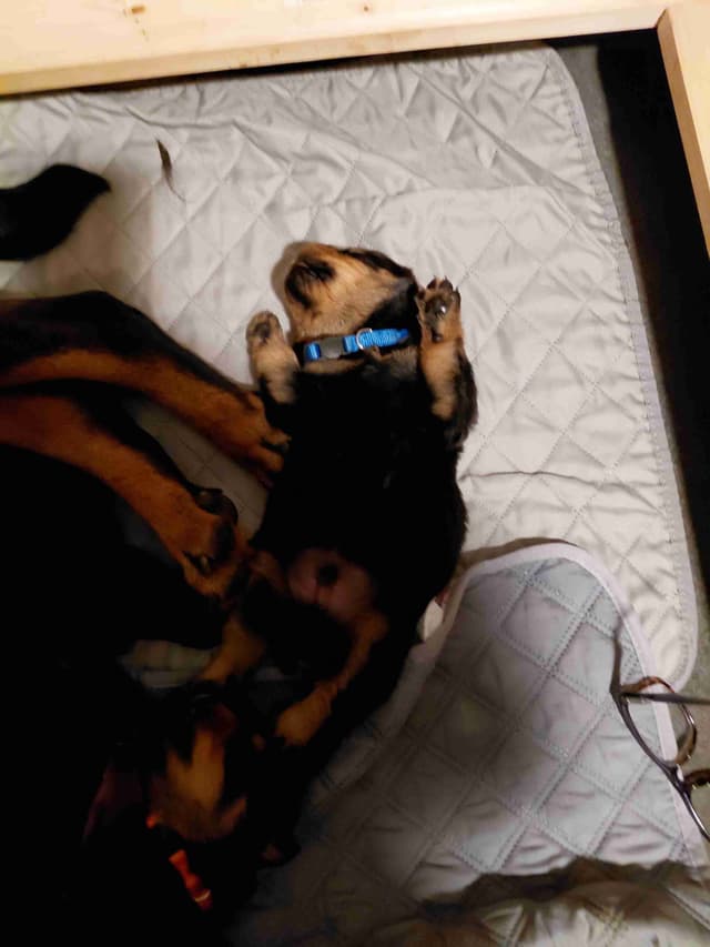 Rottweiler puppies  from AC/DC ROTTWEILERS media 7