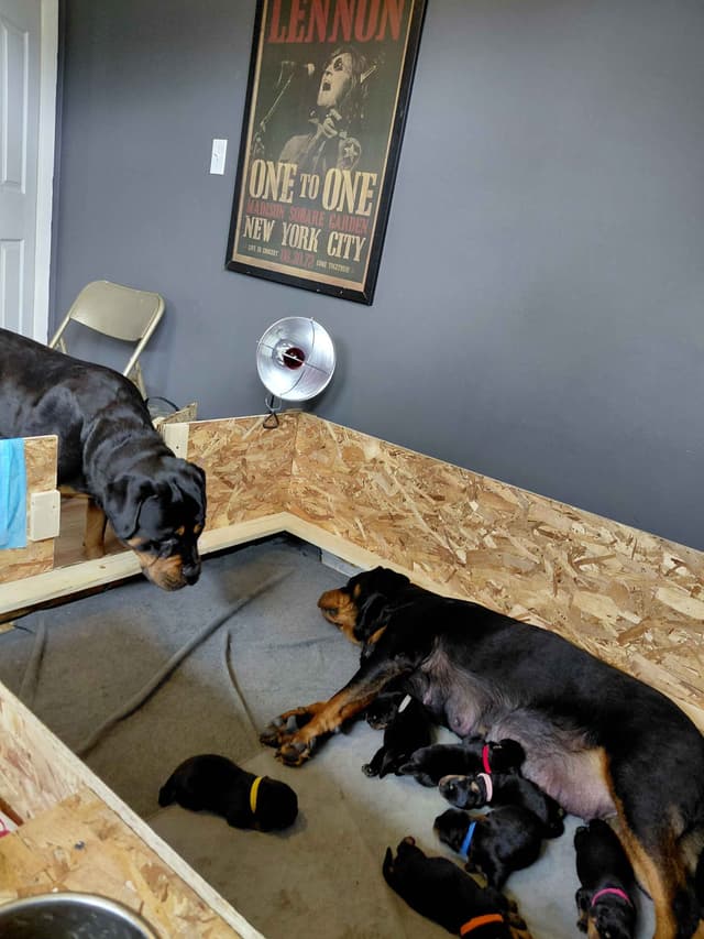 Rottweiler puppies  from AC/DC ROTTWEILERS media 8