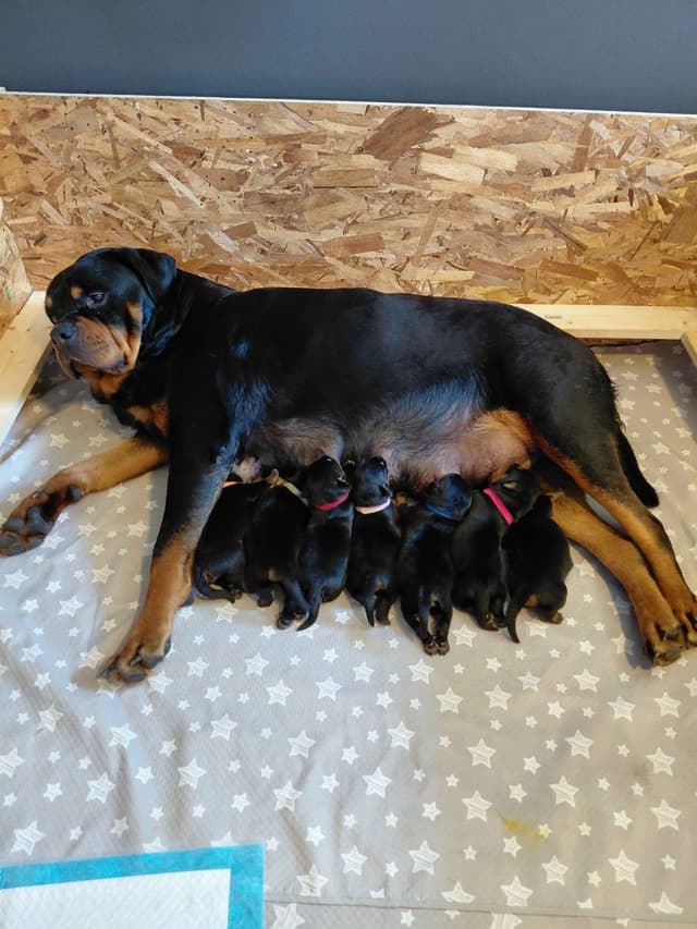 Rottweiler puppies  from AC/DC ROTTWEILERS media 9