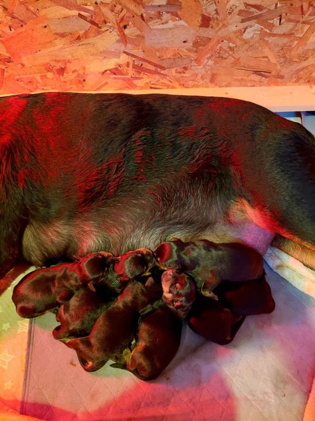 Rottweiler puppies  from AC/DC ROTTWEILERS media 10