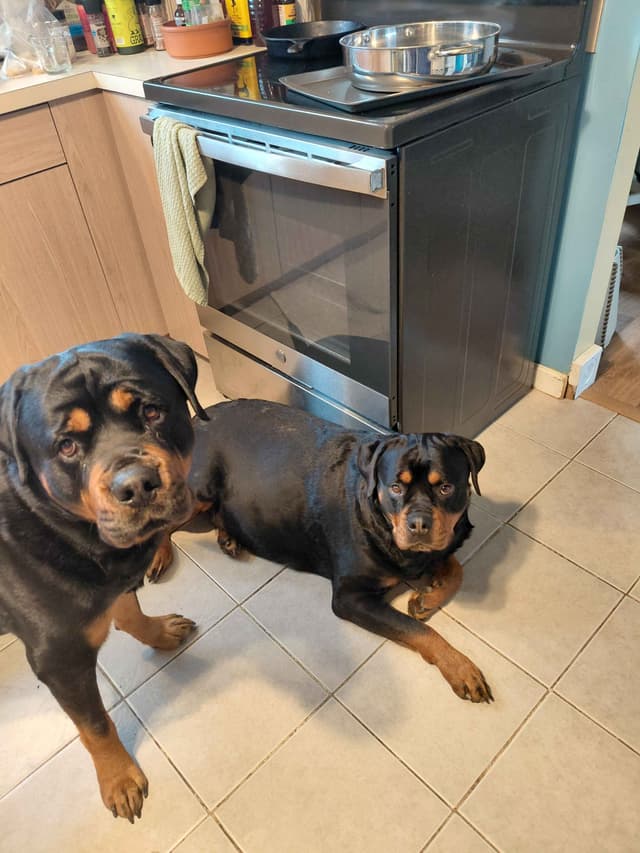 Rottweiler puppies  from AC/DC ROTTWEILERS media 12