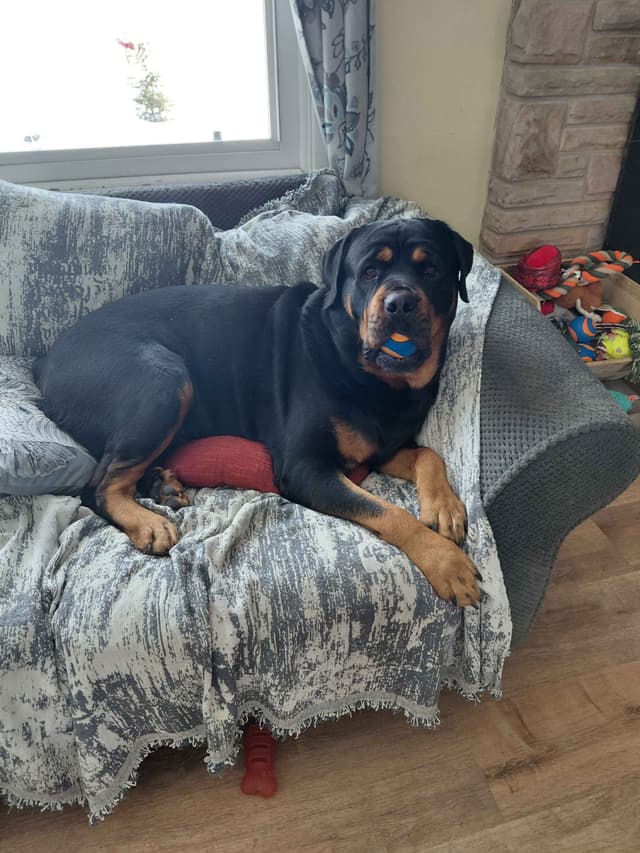 Rottweiler puppies  from AC/DC ROTTWEILERS media 14