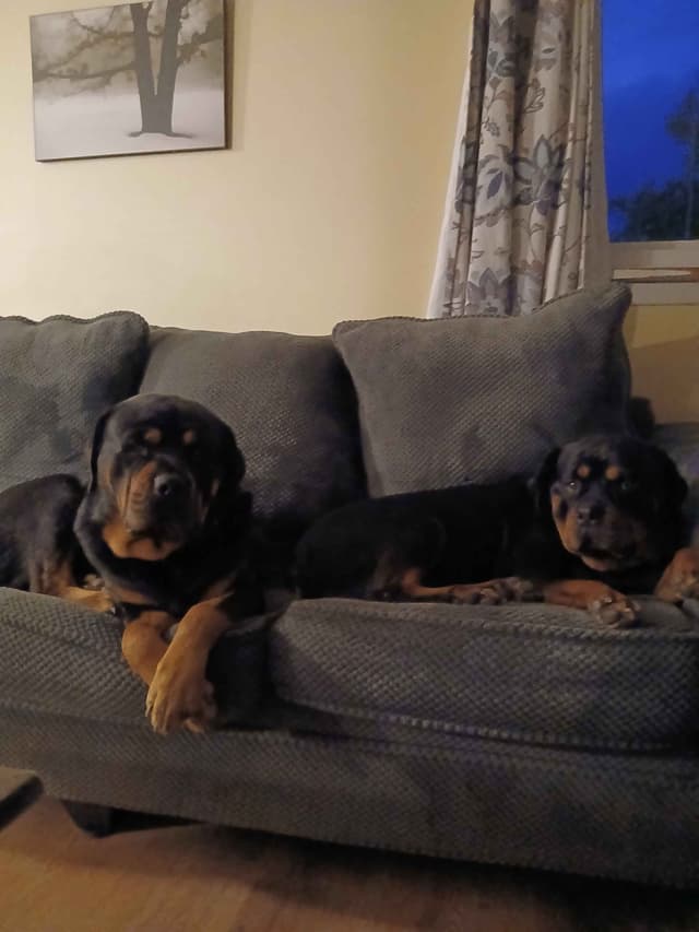 Rottweiler puppies  from AC/DC ROTTWEILERS media 17