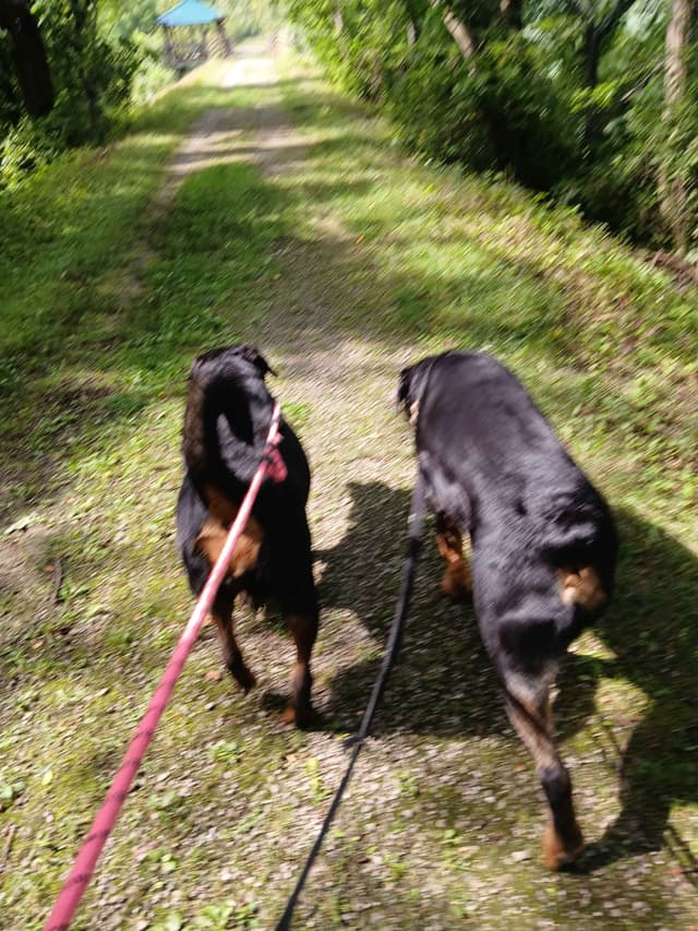 Rottweiler puppies  from AC/DC ROTTWEILERS media 18