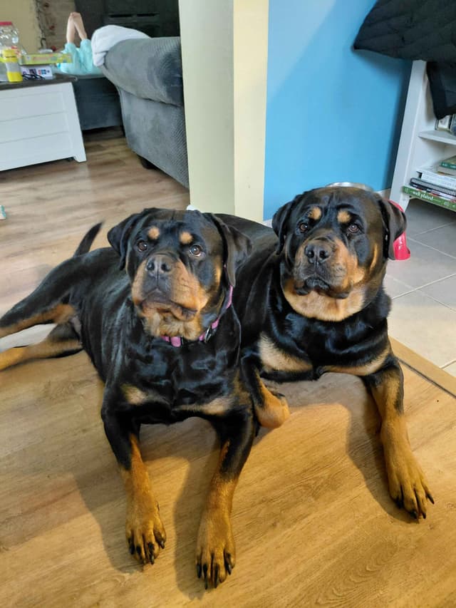 Rottweiler puppies  from AC/DC ROTTWEILERS media 19