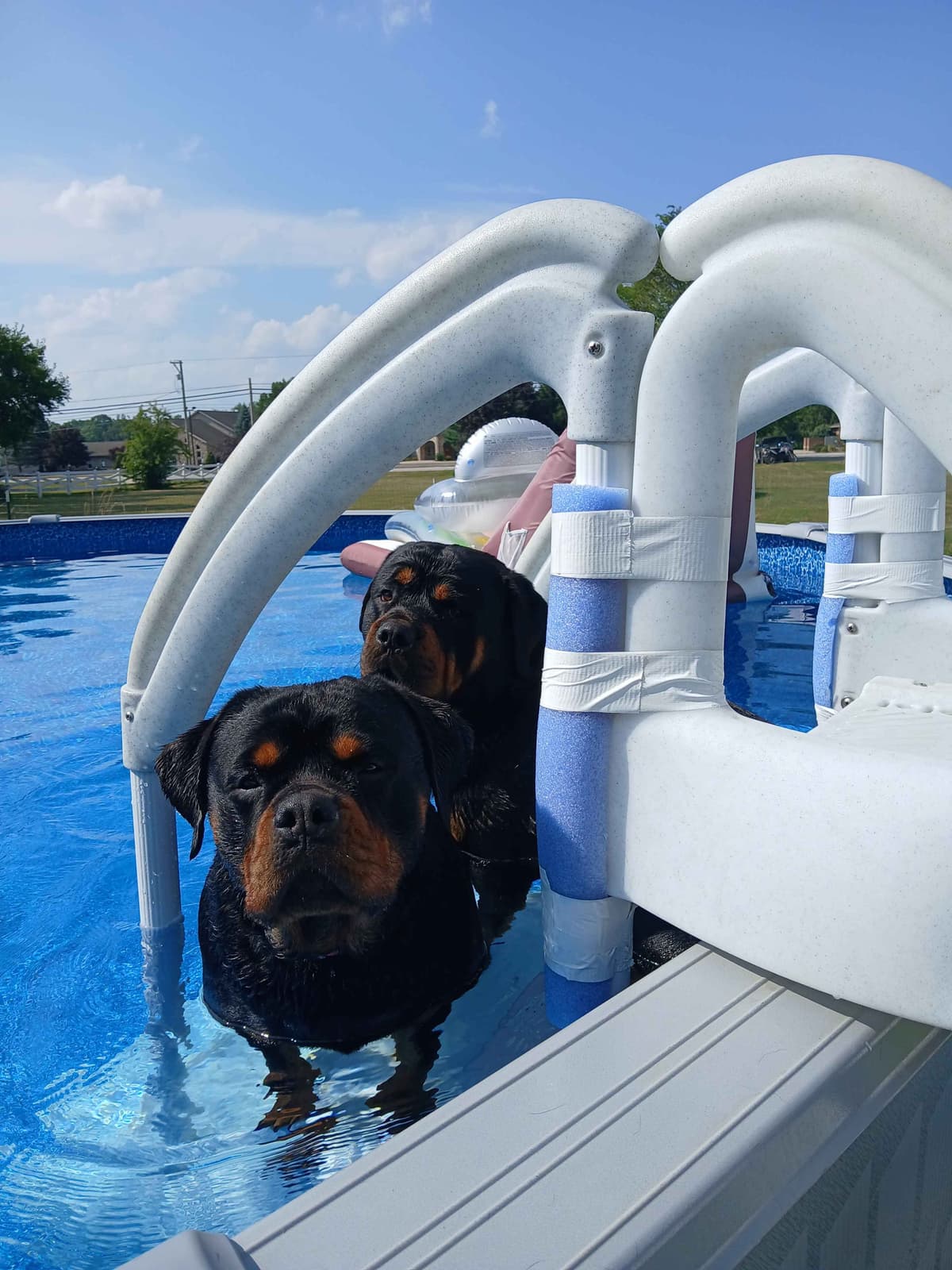 Rottweiler puppies from AC/DC ROTTWEILERS breeder image 1