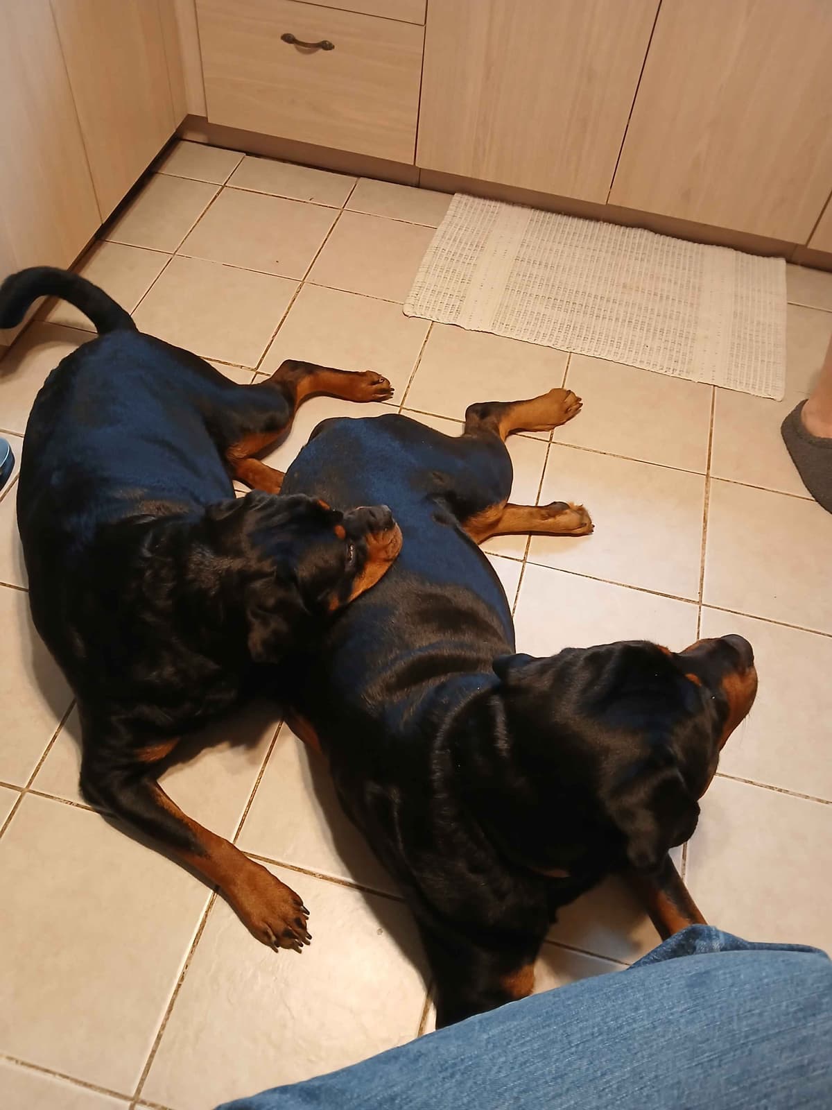 Rottweiler puppies from AC/DC ROTTWEILERS breeder image 5