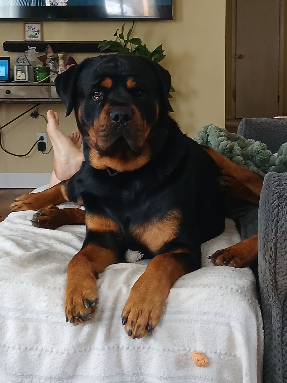 Rottweiler puppies from AC/DC ROTTWEILERS breeder image 6