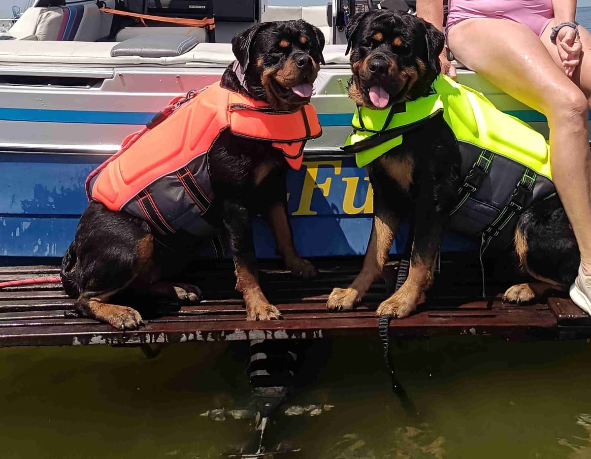 Rottweiler puppies from AC/DC ROTTWEILERS breeder image 7