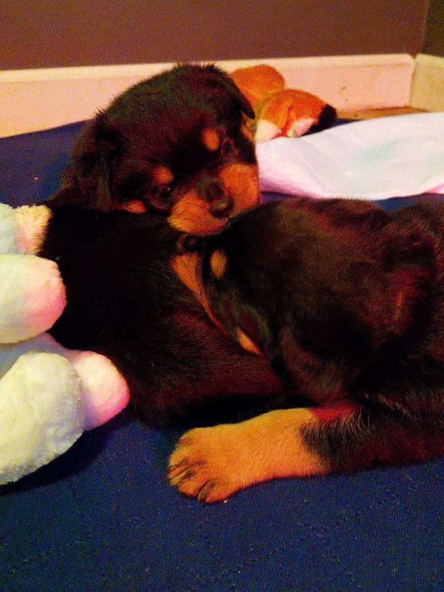 Rottweiler puppies from AC/DC ROTTWEILERS breeder image 12