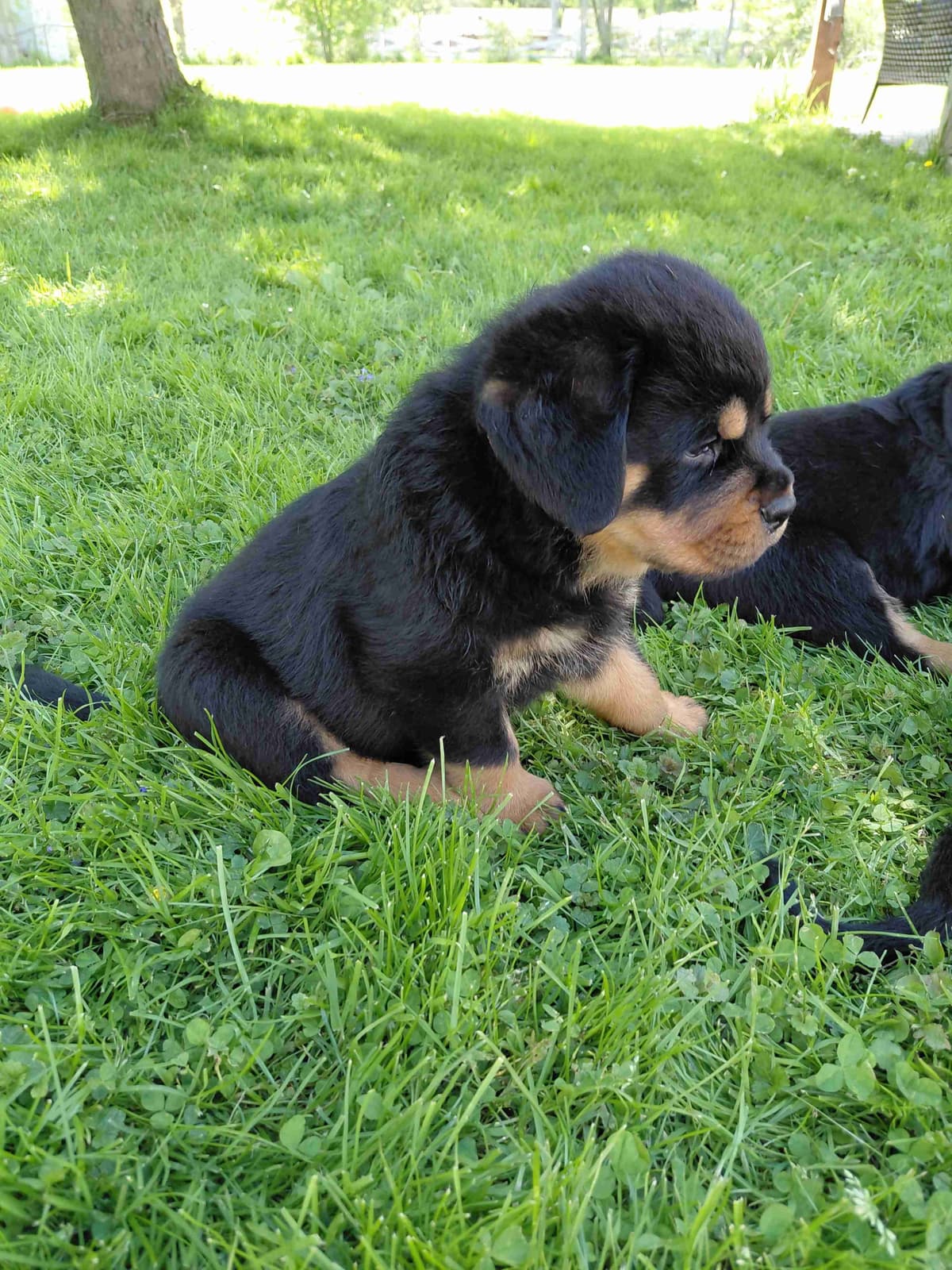 Rottweiler puppies from AC/DC ROTTWEILERS breeder image 15