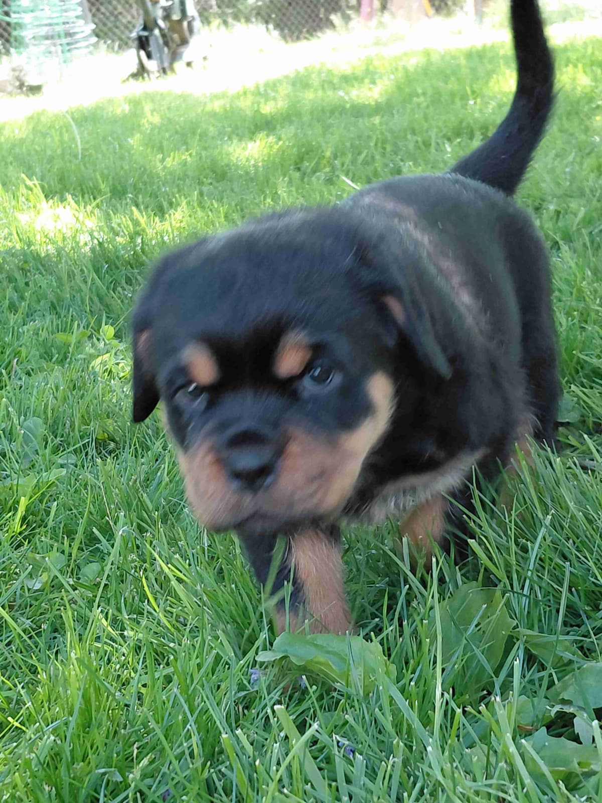 Rottweiler puppies from AC/DC ROTTWEILERS breeder image 17