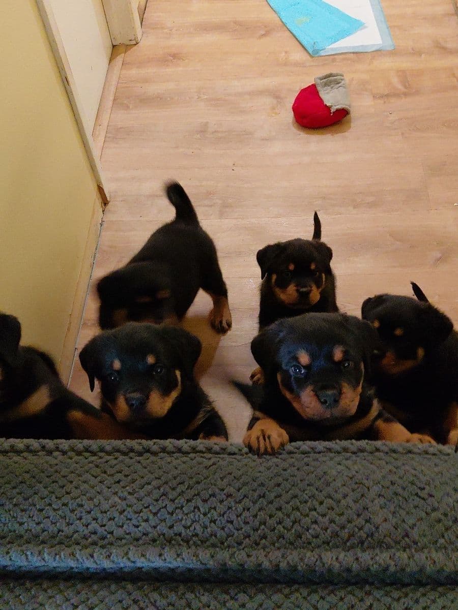 Rottweiler puppies from AC/DC ROTTWEILERS breeder image 19