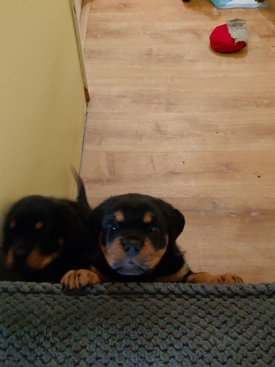 Rottweiler puppies from AC/DC ROTTWEILERS breeder image 20