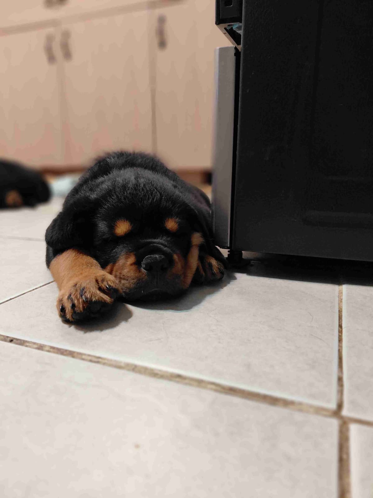 Rottweiler puppies from AC/DC ROTTWEILERS breeder image 21