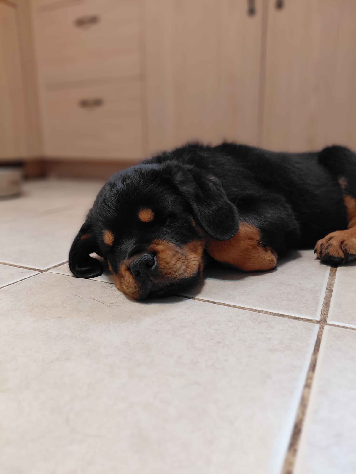 Rottweiler puppies from AC/DC ROTTWEILERS breeder image 22