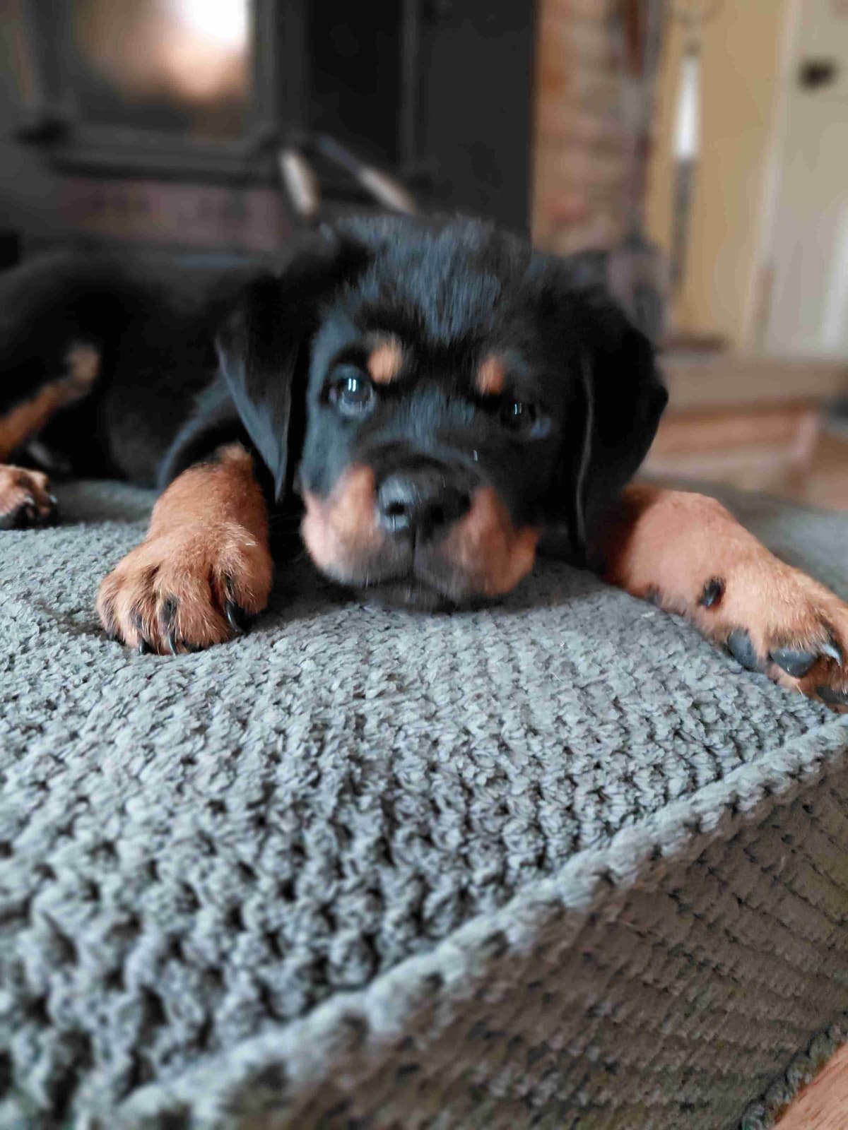 Rottweiler puppies from AC/DC ROTTWEILERS breeder image 23