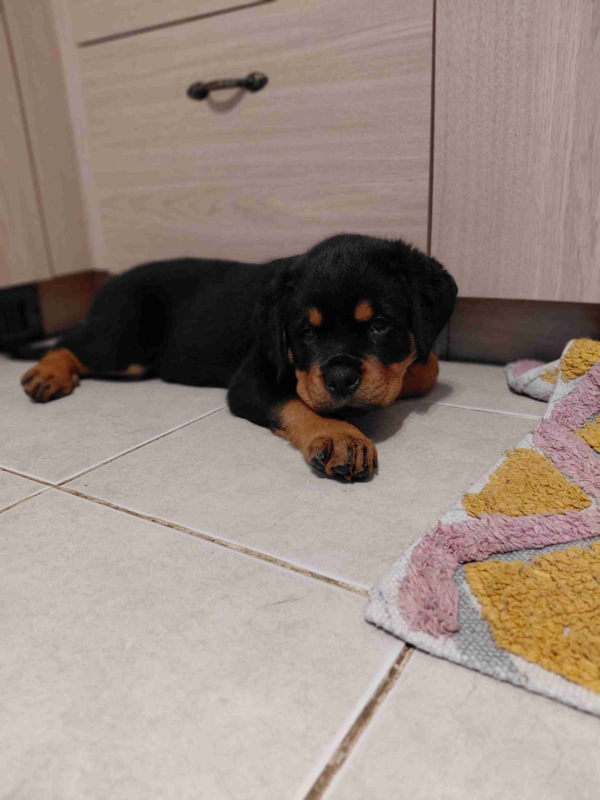Rottweiler puppies from AC/DC ROTTWEILERS breeder image 24