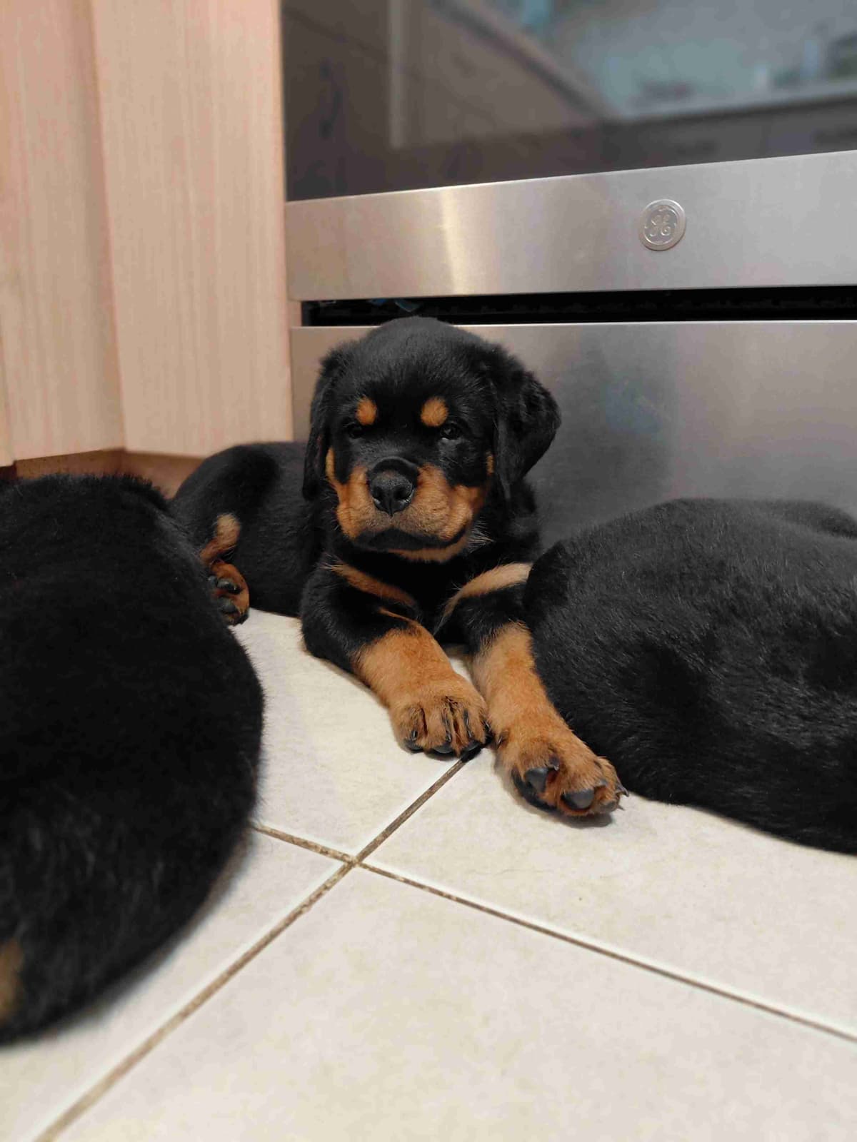 Rottweiler puppies from AC/DC ROTTWEILERS breeder image 25