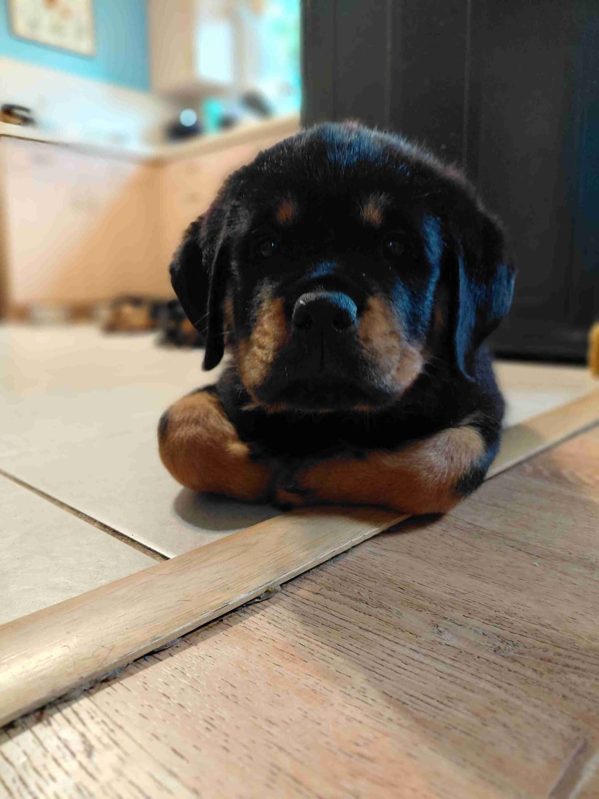 Rottweiler puppies from AC/DC ROTTWEILERS breeder image 26