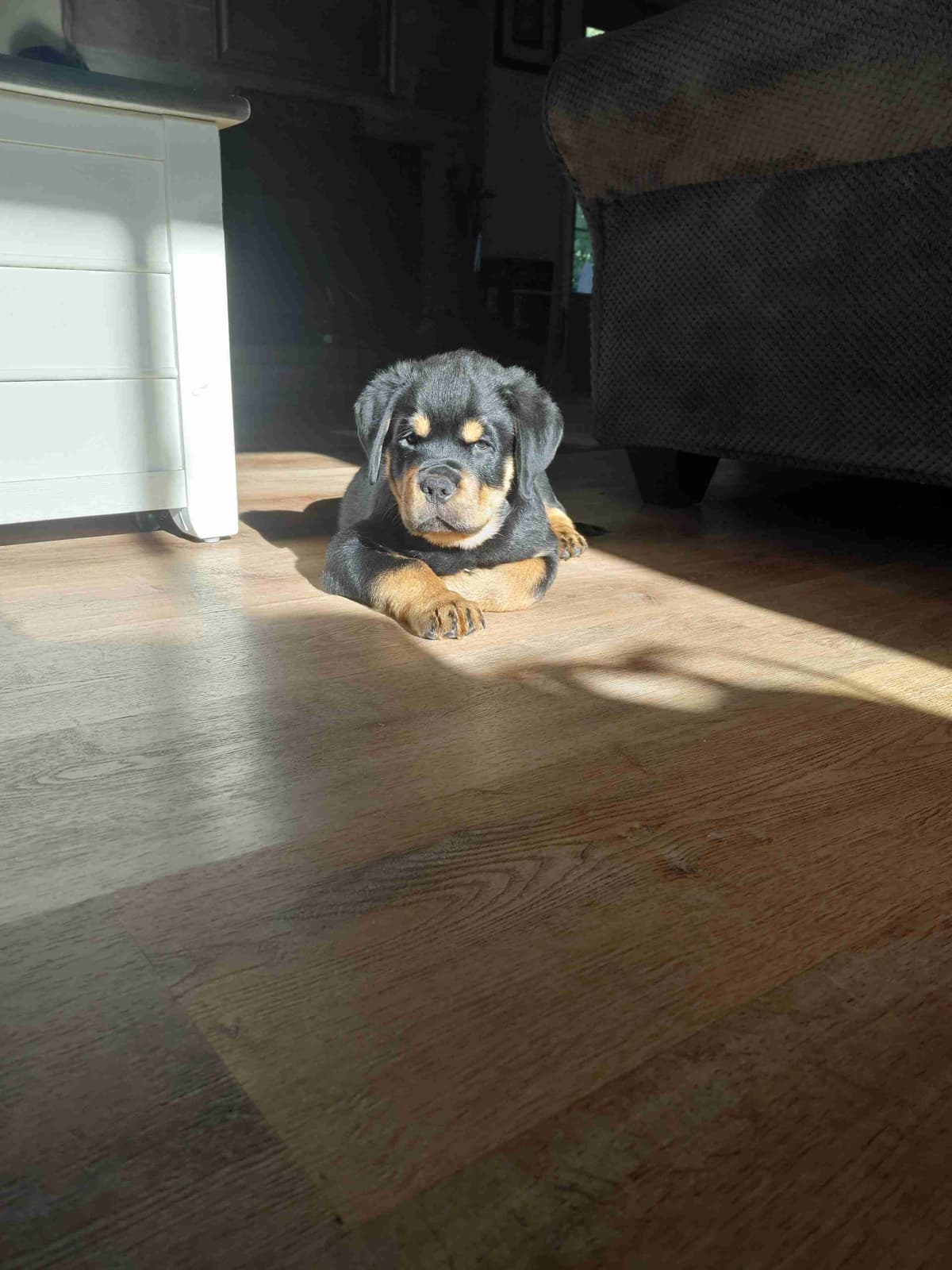 Rottweiler puppies from AC/DC ROTTWEILERS breeder image 27