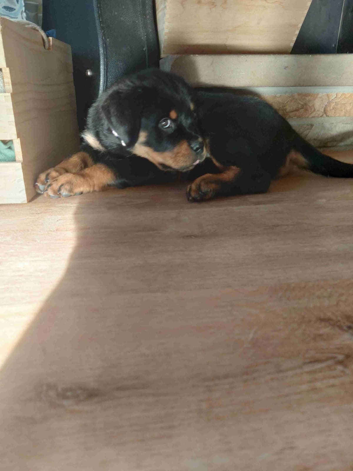 Rottweiler puppies from AC/DC ROTTWEILERS breeder image 28