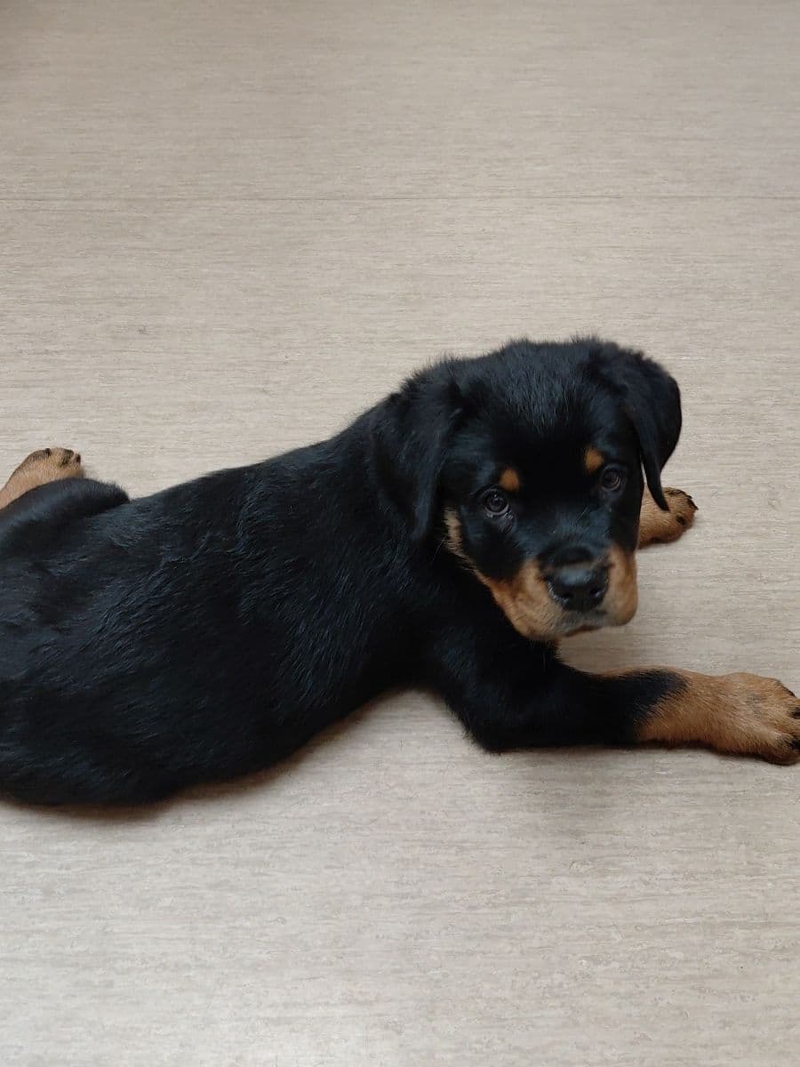 Rottweiler puppies from AC/DC ROTTWEILERS breeder image 29