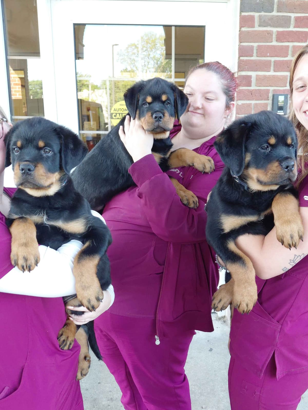 Rottweiler puppies from AC/DC ROTTWEILERS breeder image 30