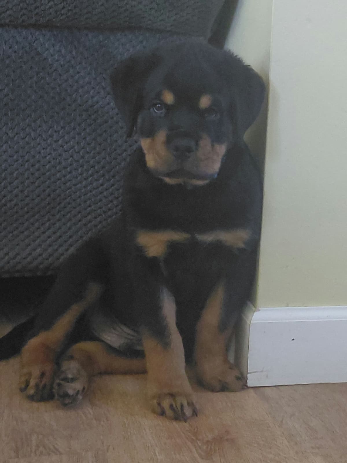 Rottweiler puppies from AC/DC ROTTWEILERS breeder image 31