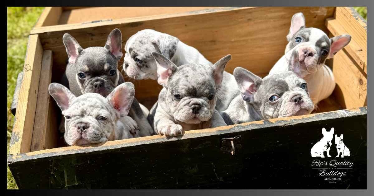 French Bulldog Puppies breeder image 11