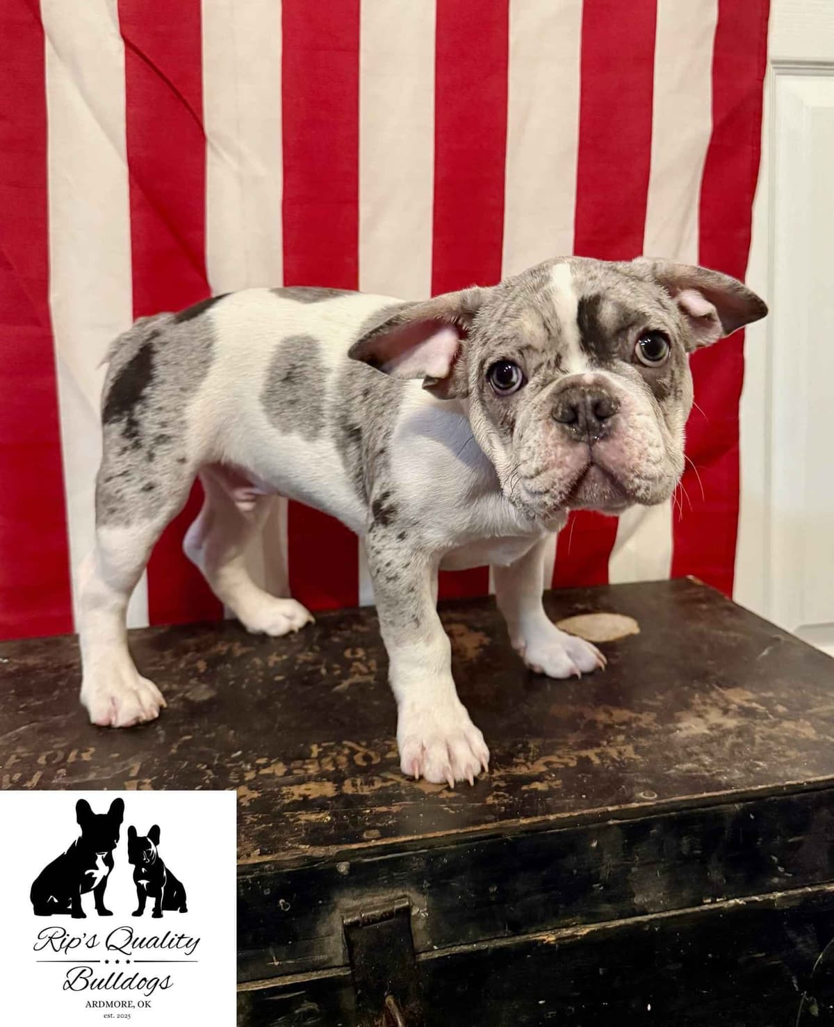 French Bulldog Puppies breeder image 12