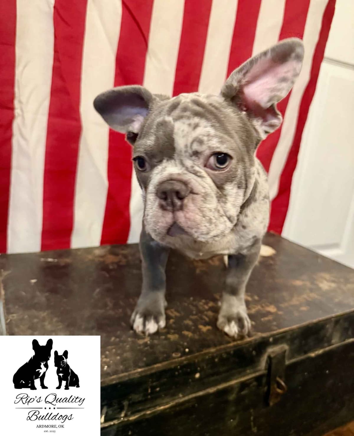 French Bulldog Puppies breeder image 13