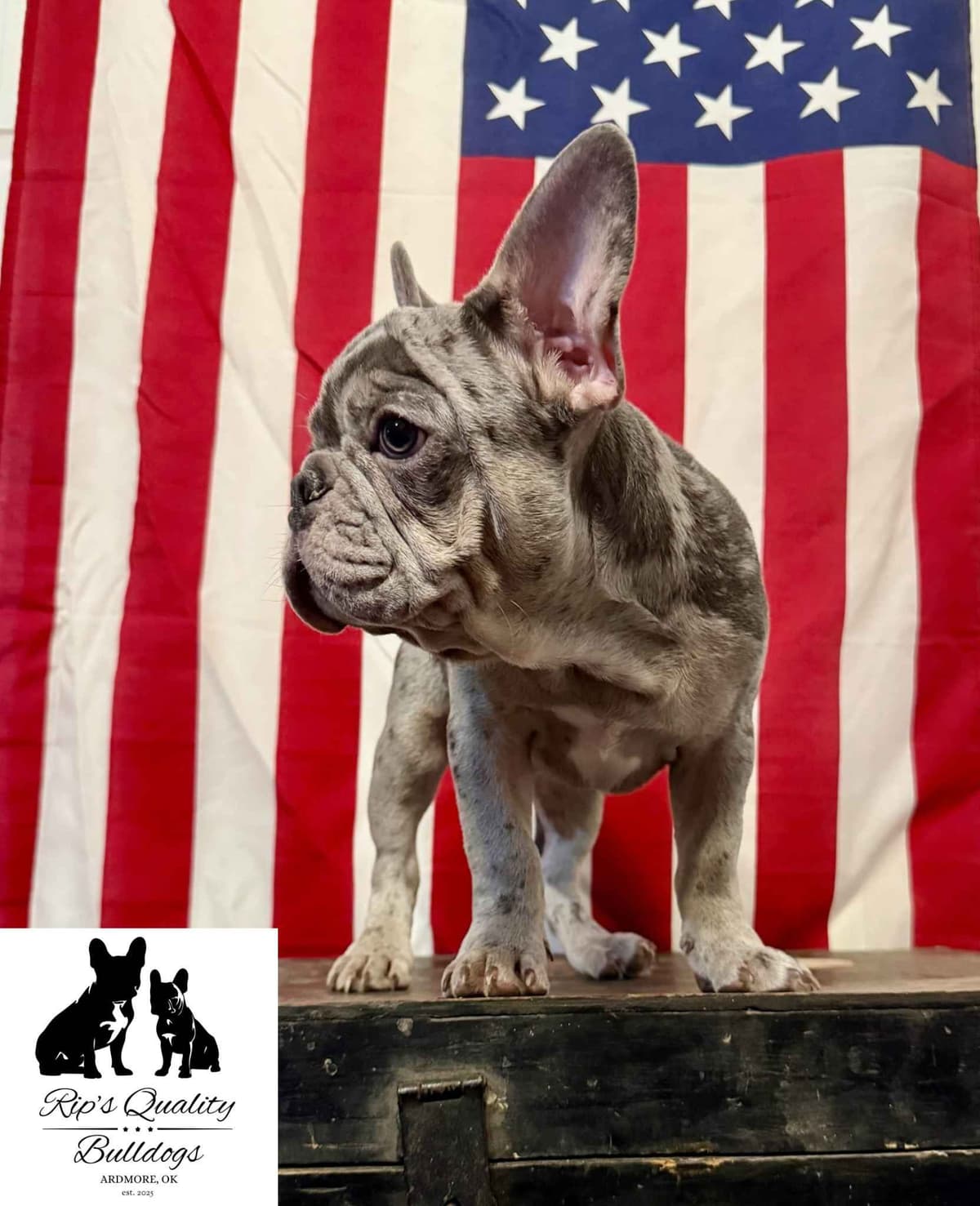 French Bulldog Puppies breeder image 15