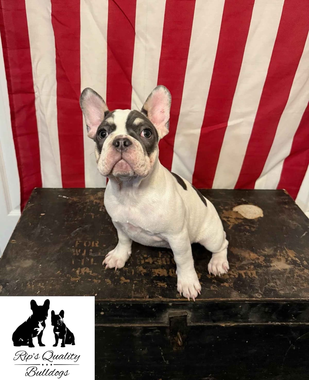 French Bulldog Puppies breeder image 14