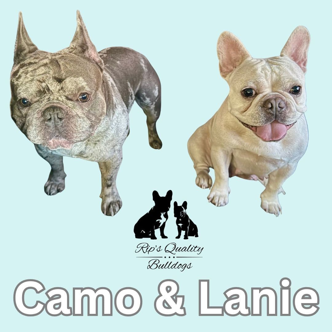 French Bulldog Puppies breeder image 16