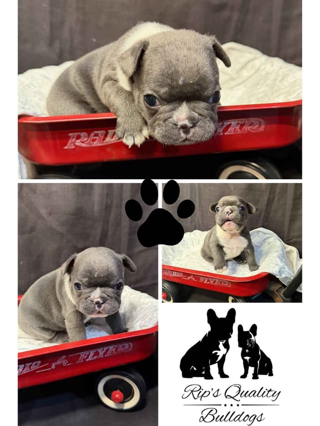 French Bulldog Puppies media 2