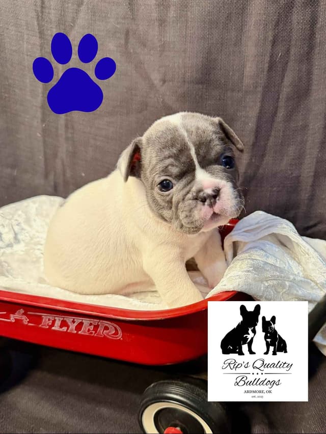 French Bulldog Puppies media 3
