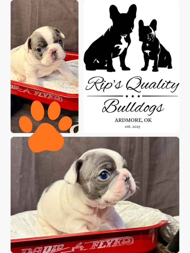 French Bulldog Puppies media 4