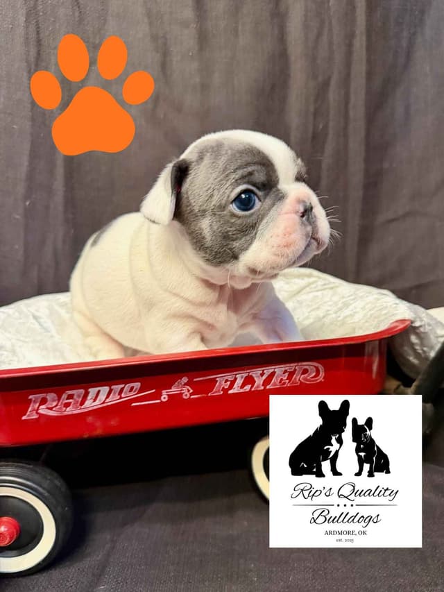 French Bulldog Puppies media 5