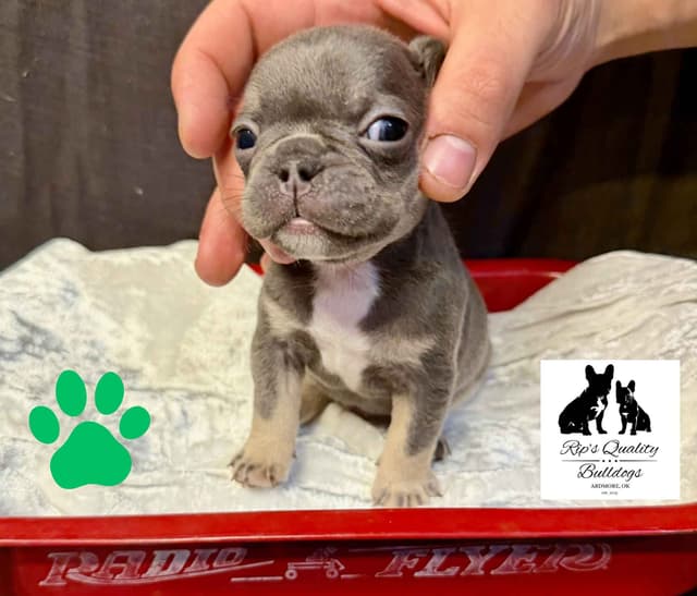 French Bulldog Puppies media 6