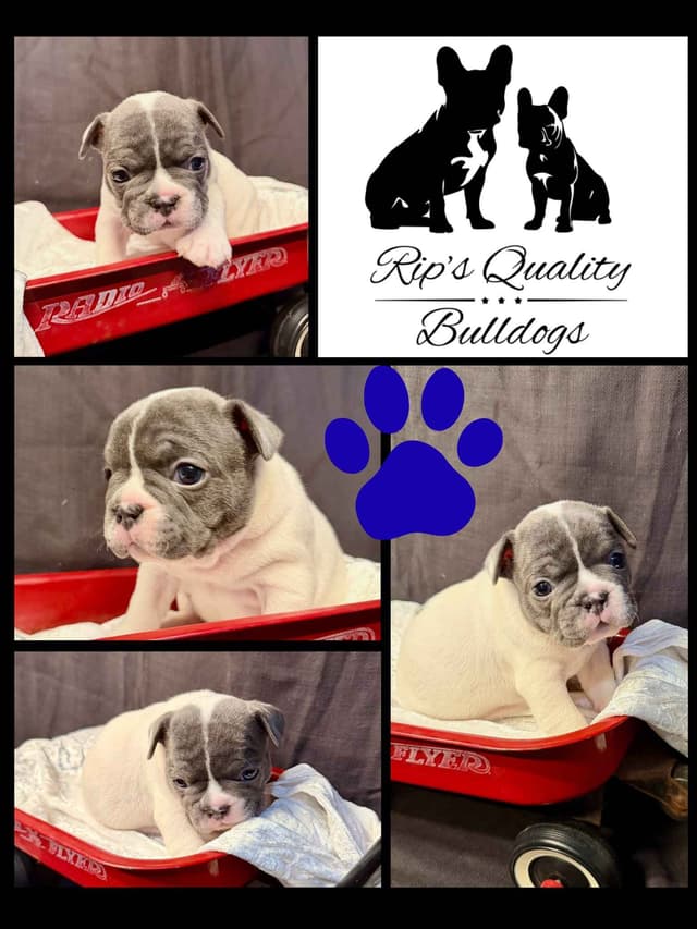 French Bulldog Puppies media 7