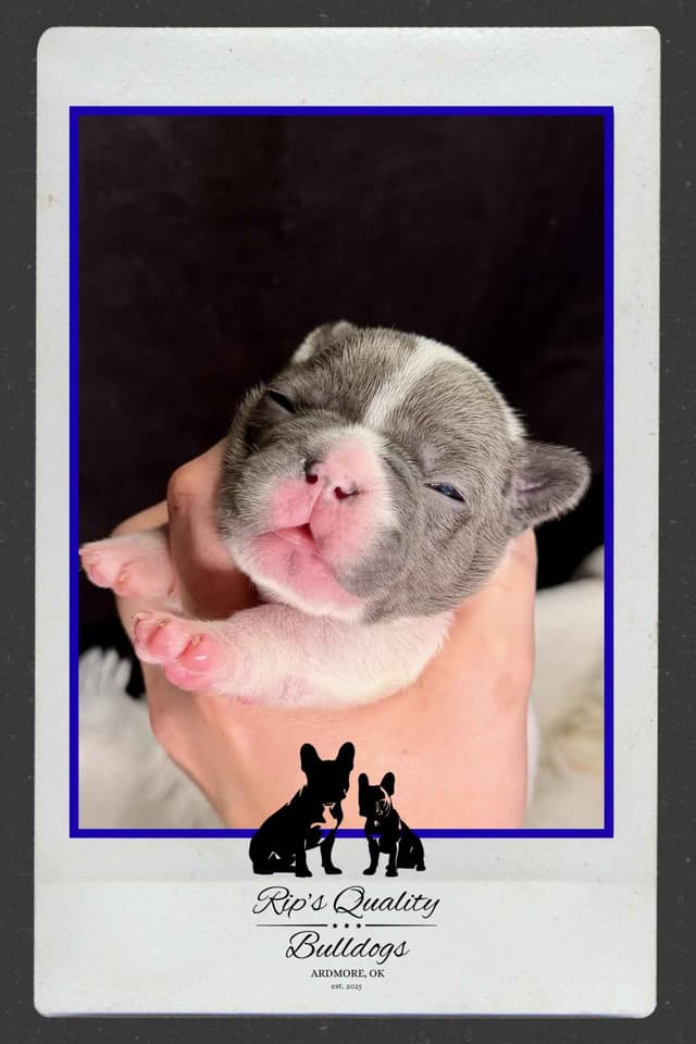 French Bulldog Puppies media 8