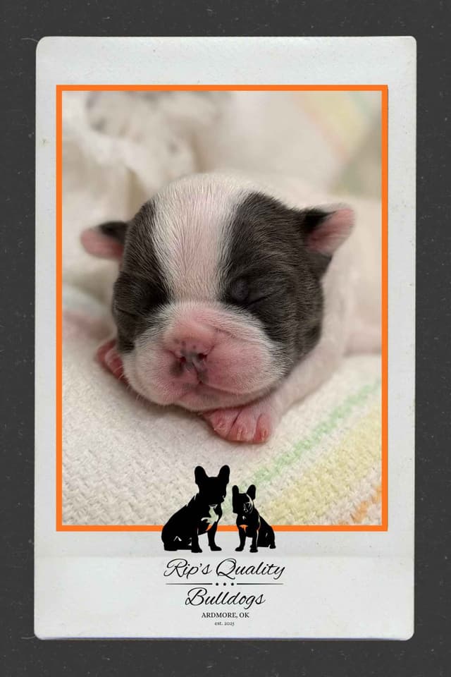 French Bulldog Puppies media 9