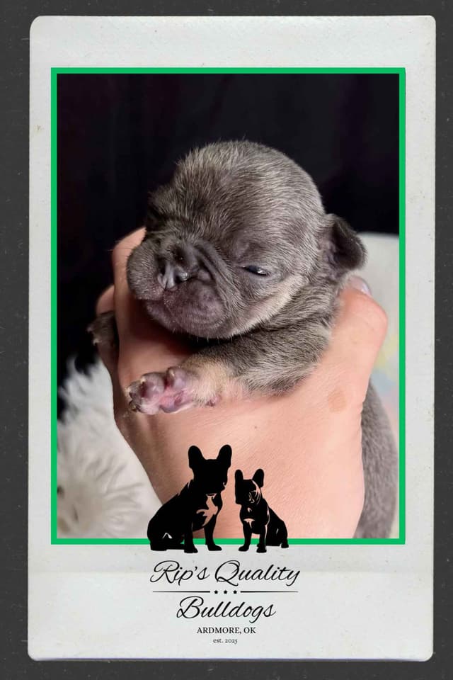 French Bulldog Puppies media 11